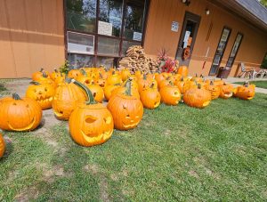 Carved pumpkins 2023
